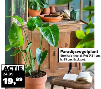 Tuincentrum Osdorp Paradijsvogelplant aanbieding