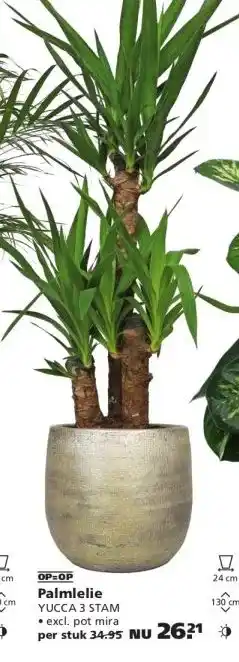 Ranzijn Palmlelie aanbieding