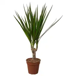 IKEA Dracaena marginata Plant, drakenboom, 9 cm aanbieding