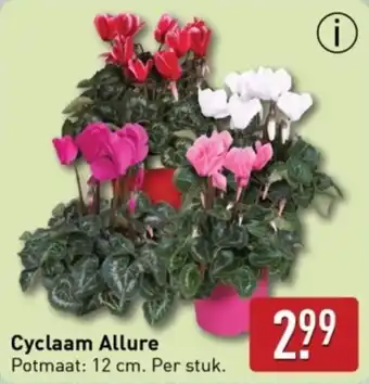 ALDI Cyclaam Allure aanbieding