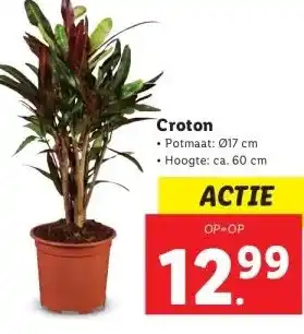 Lidl Croton aanbieding