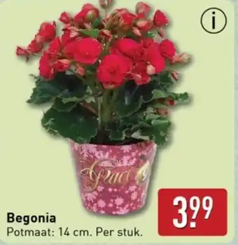 ALDI Begonia aanbieding