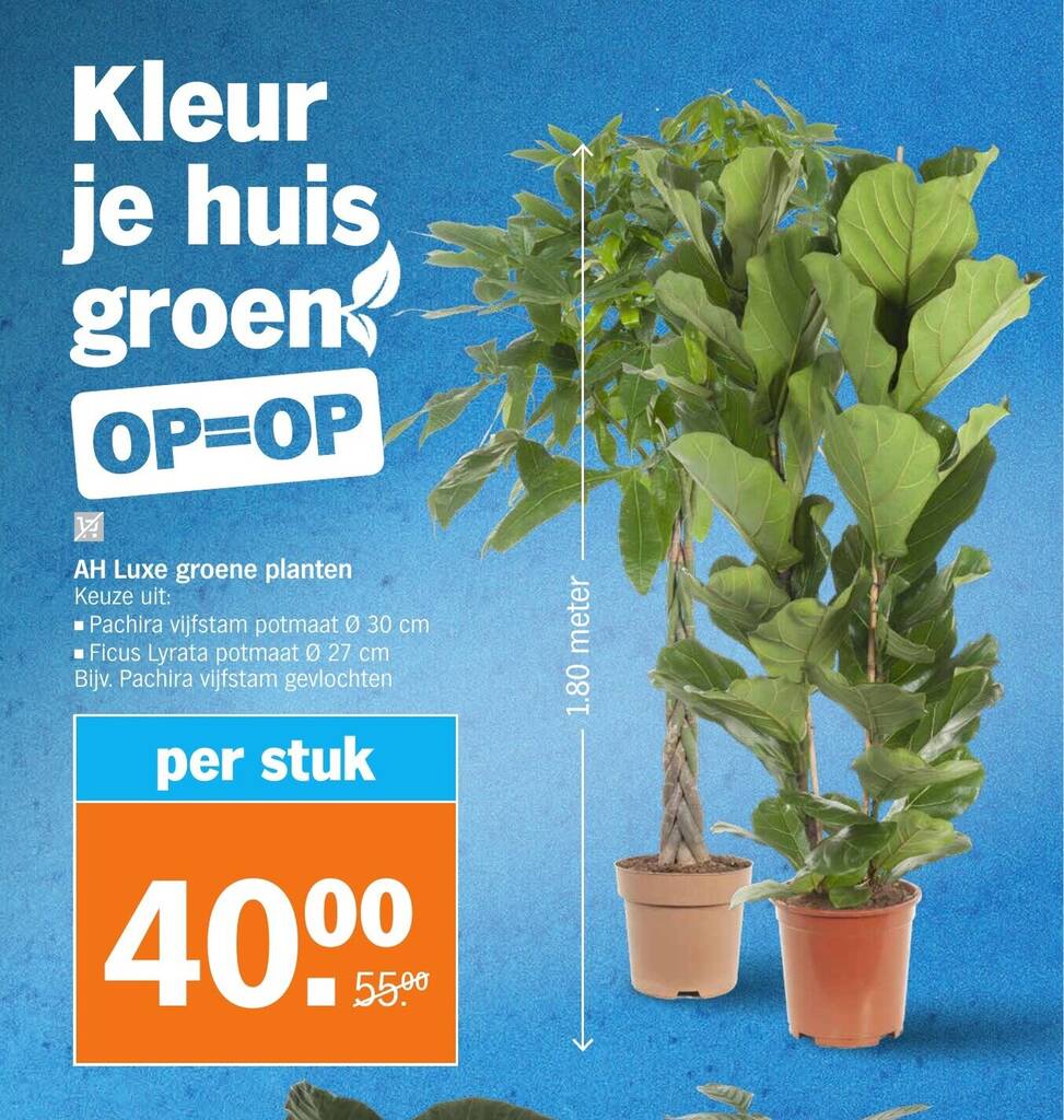 AH Luxe groene planten 1 stuk aanbieding bij Albert Heijn