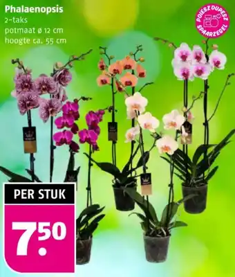 Poiesz Phalaenopsis aanbieding