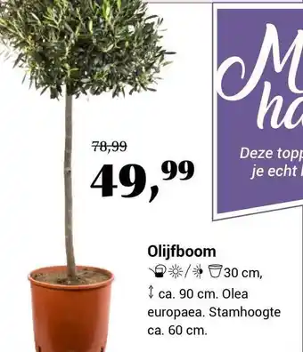 Tuincentrum de Nieuwstad Olijfboom olea europea aanbieding