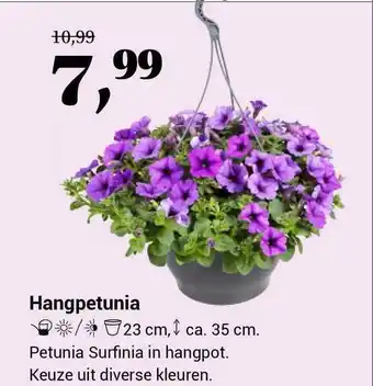 Tuincentrum de Nieuwstad Hangpetunia petunia surfinia in hangpot aanbieding