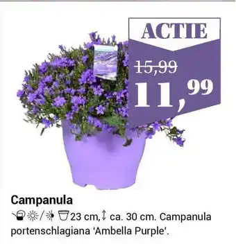 Tuincentrum de Nieuwstad Campanula portenschlagiana 'ambelle purple' aanbieding