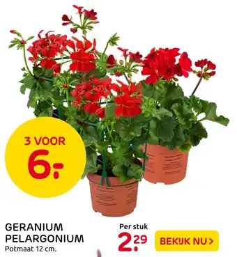 Praxis Geranium pelargonium 12 cm aanbieding