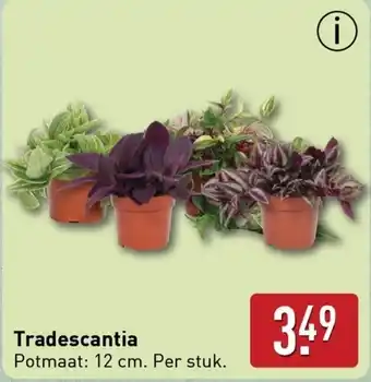 ALDI Tradescantia aanbieding