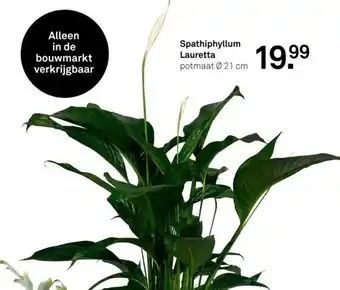 Karwei Spathiphyllum Lauretta aanbieding