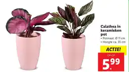 Lidl Calathea in keramieken pot aanbieding