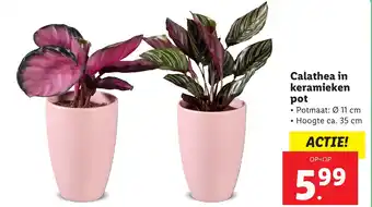 Lidl Calathea in keramieken pot aanbieding