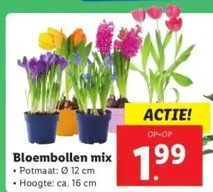 Lidl Bloembollen mix aanbieding