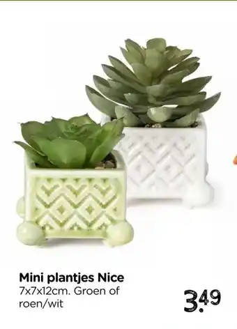 Xenos Mini plantjes Nice aanbieding