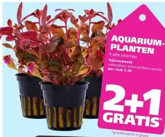 Ranzijn Aquarium planten aanbieding