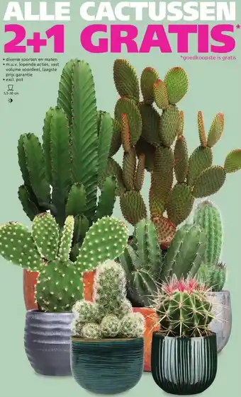 Ranzijn Alle cactussen aanbieding