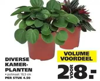 Ranzijn Diverse kamer planten aanbieding