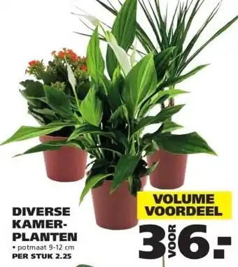 Ranzijn Diverse kamer planten aanbieding