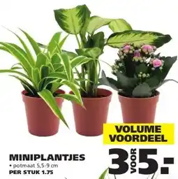 Ranzijn Miniplantjes aanbieding