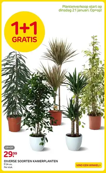 Praxis DIVERSE SOORTEN KAMERPLANTEN aanbieding