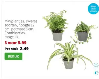 Intratuin Miniplantjes. Diverse soorten, hoogte 12 cm, potmaat 6 cm. Combinaties mogelijk. aanbieding