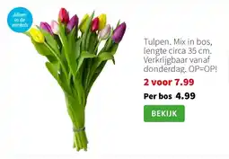 Intratuin Tulpen. Mix in bos, lengte circa 35 cm. Verkrijgbaar vanaf donderdag. OP=OP! aanbieding