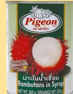 Amazing Oriëntal PIGEON aanbieding