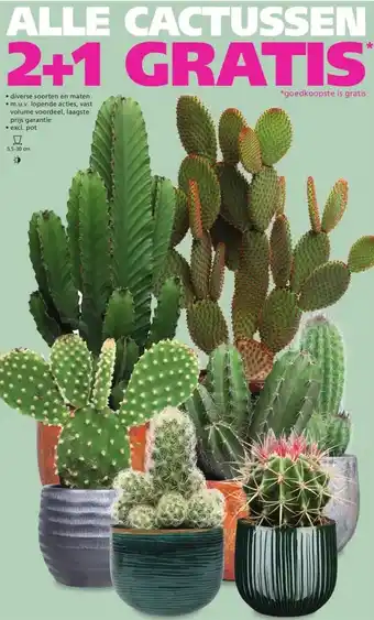 Ranzijn ALLE CACTUSSEN aanbieding