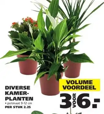 Ranzijn DIVERSE KAMER- PLANTEN aanbieding