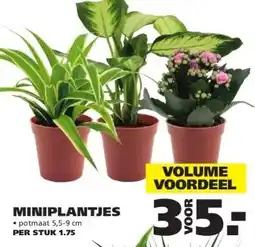 Ranzijn MINIPLANTJES aanbieding