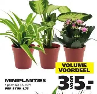 Ranzijn MINIPLANTJES aanbieding