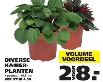 Ranzijn DIVERSE KAMER- PLANTEN aanbieding