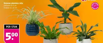 Poiesz Groene planten mix aanbieding