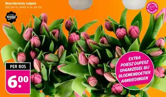 Poiesz Noordertrots tulpen aanbieding