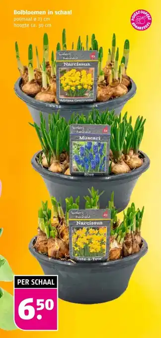 Poiesz Bolbloemen in schaal aanbieding