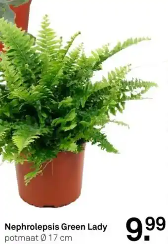 Karwei Nephrolepsis Green Lady aanbieding