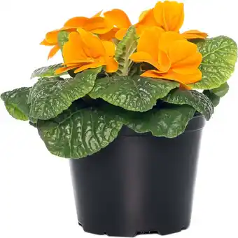 Intratuin Sleutelbloem (Primula acaulis) oranje D 10,5 H 10 cm aanbieding