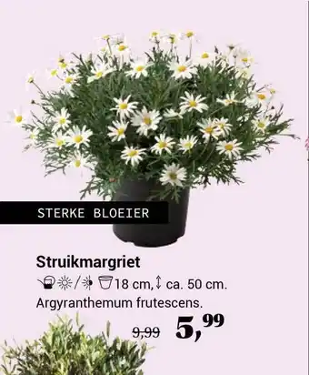 Tuincentrum de Nieuwstad Struikmargriet argyranthemum frutescens aanbieding