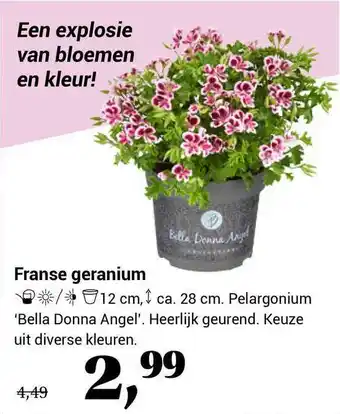 Tuincentrum de Nieuwstad Franse geranium pelargonium 'bella donna angel' aanbieding