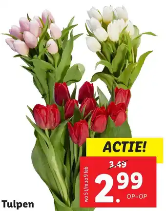 Lidl Tulpen aanbieding