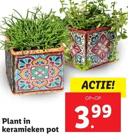 Lidl Plant in keramieken pot aanbieding