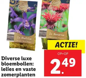 Lidl Diverse luxe bloembollen: lelies en vaste zomerplanten aanbieding