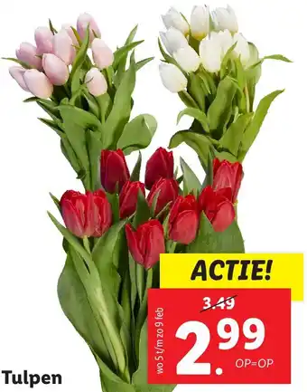 Lidl Tulpen aanbieding