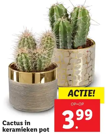 Lidl Cactus in keramieken pot aanbieding