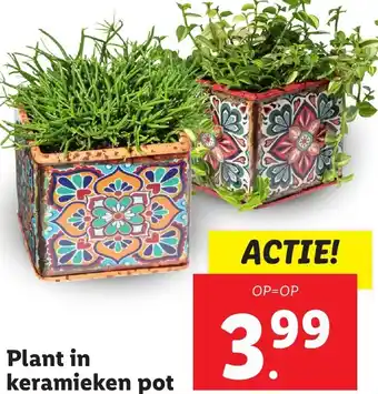 Lidl Plant in keramieken pot aanbieding