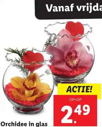 Lidl Orchidee in glas aanbieding