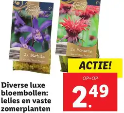 Lidl Diverse luxe bloembollen: lelies en vaste zomerplanten aanbieding