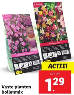 Lidl Vaste planten bollenmix aanbieding