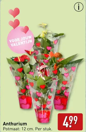 ALDI Anthurium aanbieding