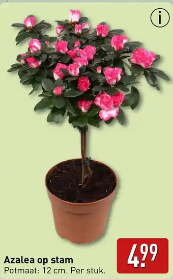 ALDI Azalea op stam aanbieding